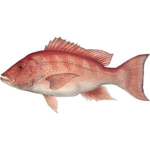 Red Snapper